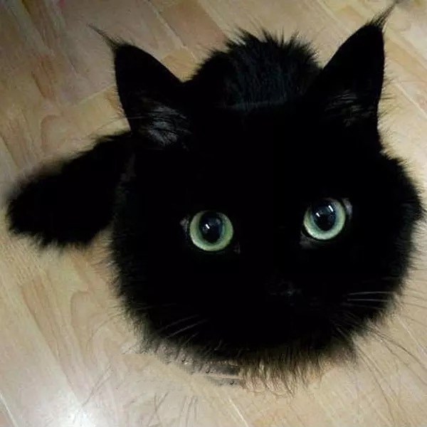 黑猫孟买幼猫纯黑矮脚曼基康幼崽纯种活体宠物猫猫咪活物招财短腿