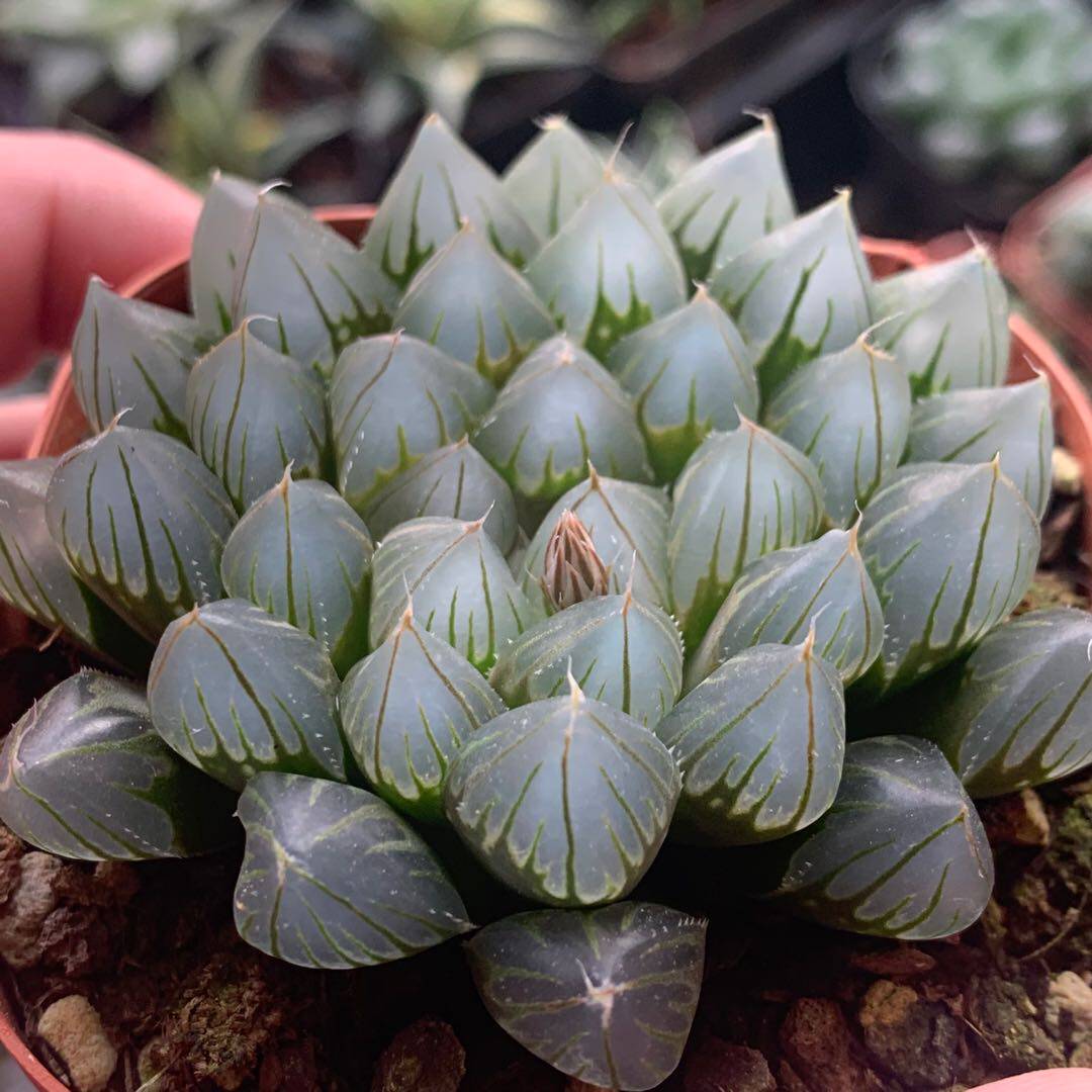 黑肌玉露霓虹灯无锦苗萝卜根带盆发6-7厘米