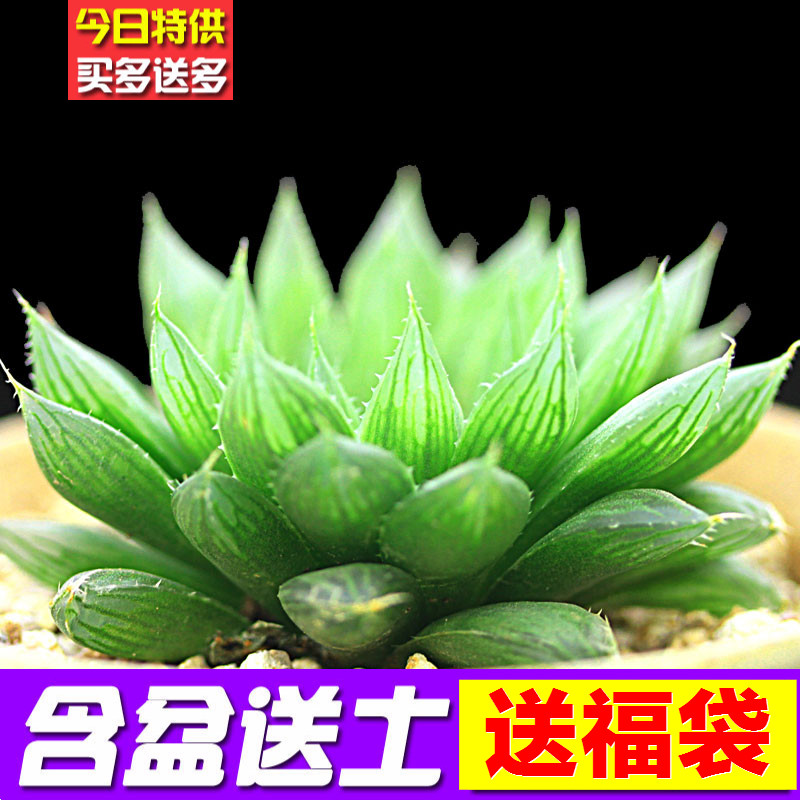 18包邮 多肉植物 绿宝石 盆栽室内绿植花卉组合阳台 含盆送土