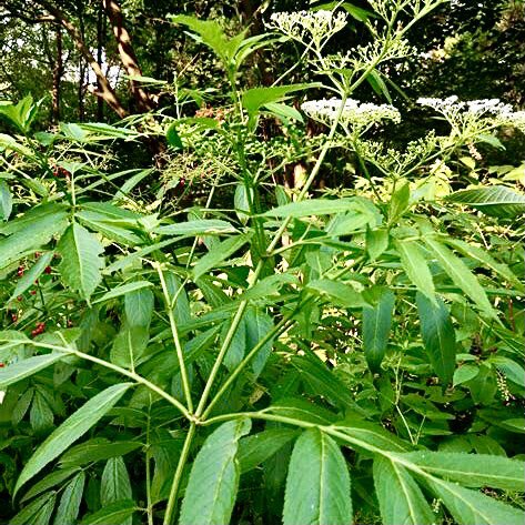 接骨草纯叶新鲜八里麻排风藤蒴藋走马风陆英接骨木血满草八棱麻根