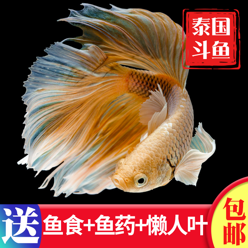 小型热带鱼观赏鱼活鱼泰国斗鱼狮王马尾半月将军活体鱼苗包邮