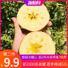 高山冰糖心醜蘋果水果脆甜新鮮當季5斤霜降紅富士萍果2件10斤整箱 高山冰糖心醜蘋果水果脆甜新鮮當季5斤霜降紅富士萍果2件10斤整箱