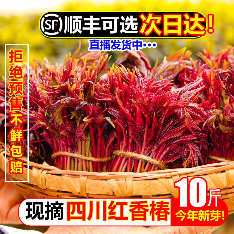 顺丰四川香椿芽10斤新鲜头茬红油香