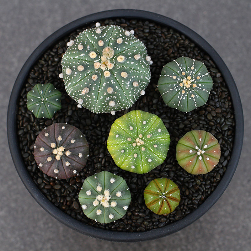 植物员外 实生星兜一物一拍 紫皮连星兜仙人掌科星球属多肉植物