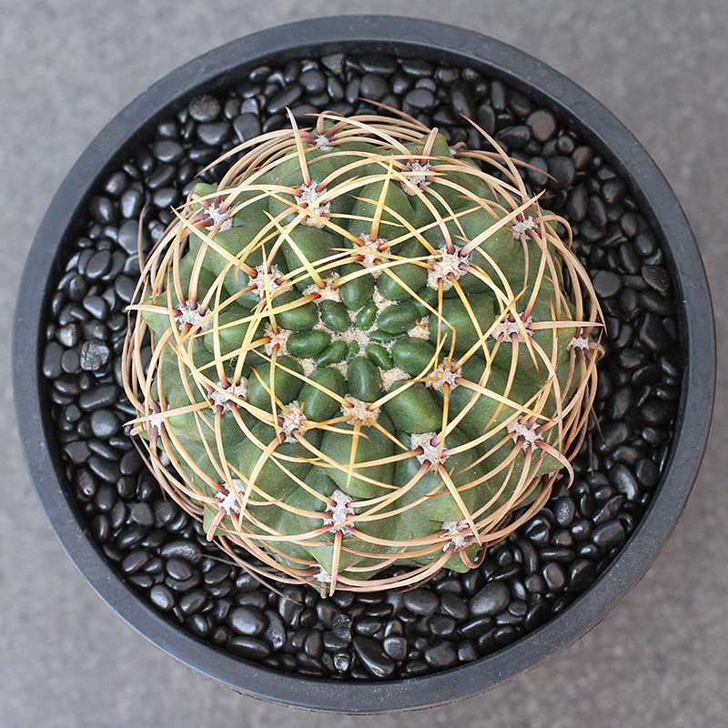 植物员外 莺鸣玉 实生 裸萼球属强刺开花仙人球多肉植物组合盆栽