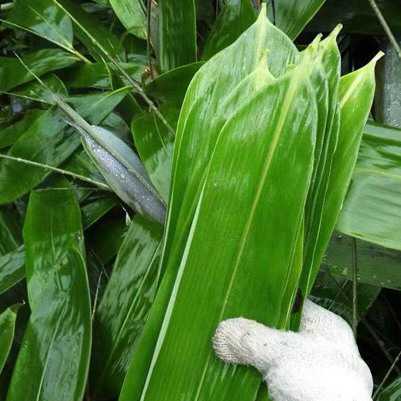 包粽子的叶子 包粽子的叶子有几种