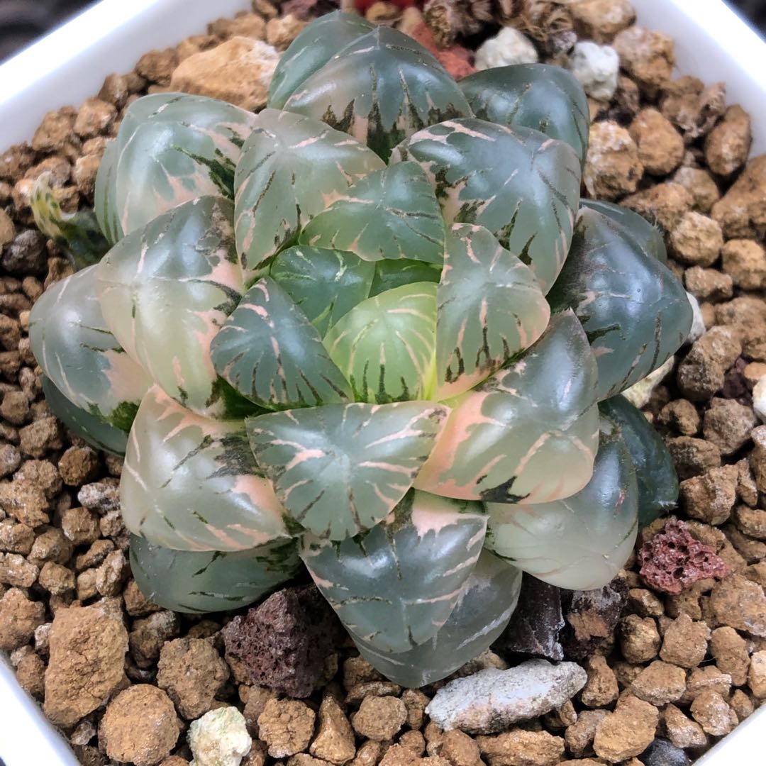 欧伯伲
