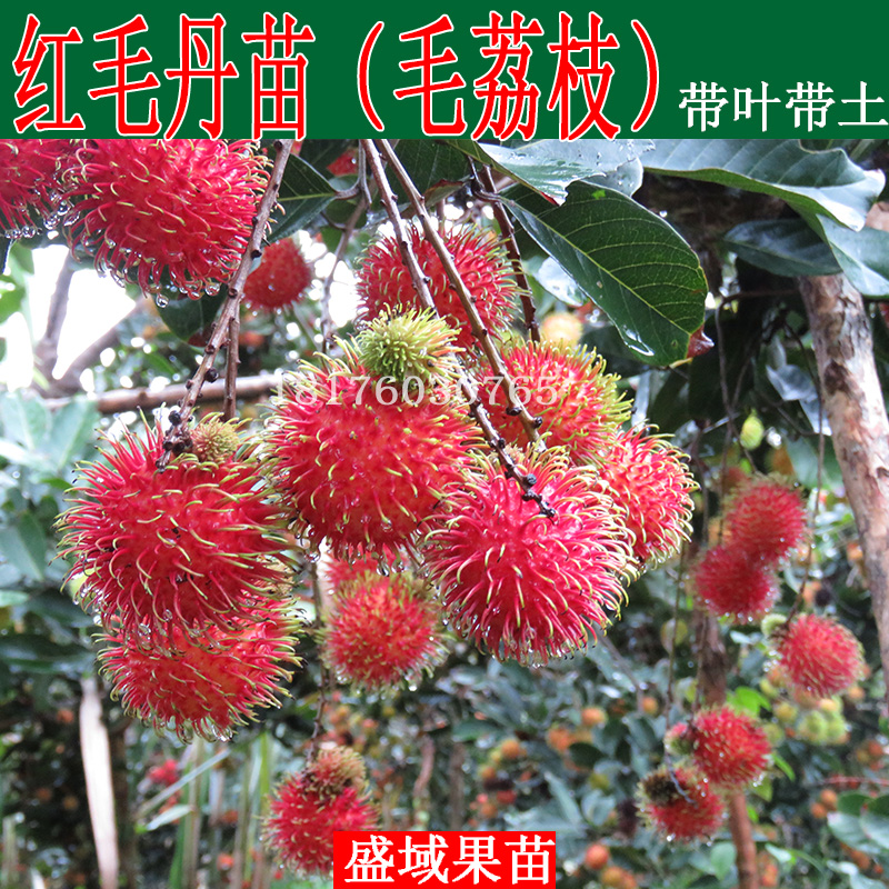 红毛丹树苗红毛胆盆栽红毛果嫁接毛荔枝水果树苗保研七号红毛丹苗在类目 鲜花速递/花卉仿真/绿植园艺, 花园植物/行道树/果树, 果树中 - 来自Buy2taobao.com提供专业的淘宝代购服务