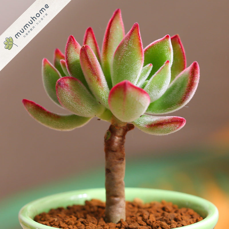 锦晃星云南多肉植物多肉盆栽室内阳台桌面拼盆肉肉多肉花卉盆栽