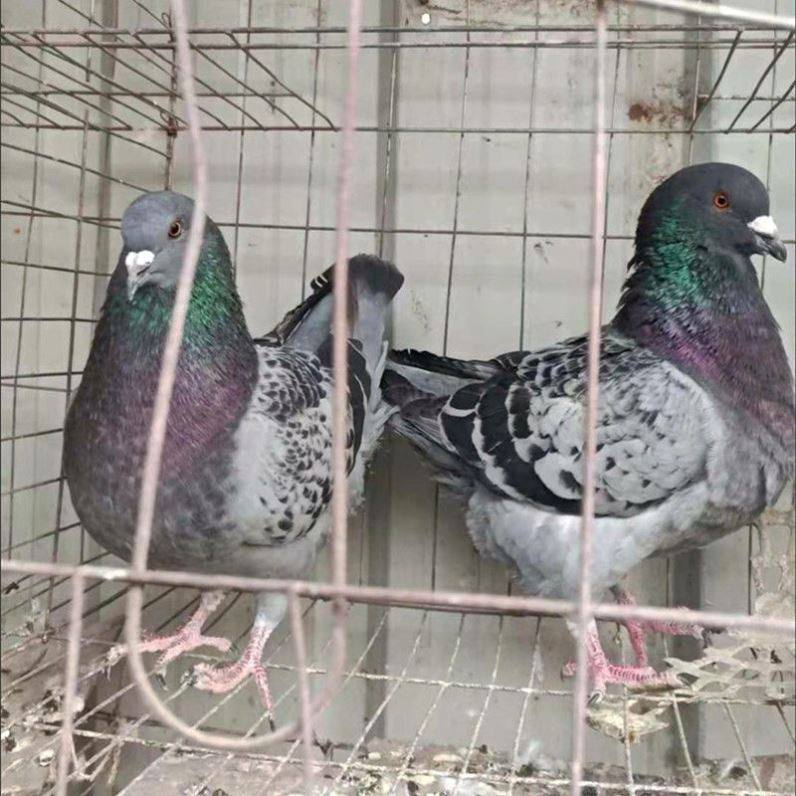 活体大体型纯种特大元宝鸽子公斤肉鸽种鸽一对成年二斤左右包活