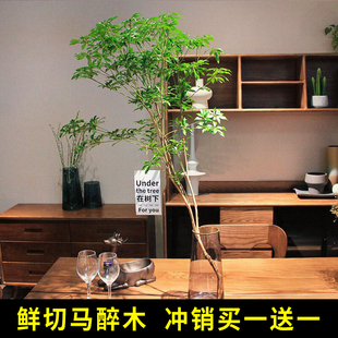 马醉木水培植物鲜切枝条盆栽客厅水养活树室内小绿植日本吊钟树苗