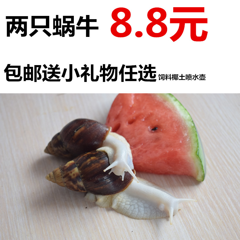 活体白玉蜗牛一对幼儿园小学生科学养殖观察蜗牛情侣 观赏美容在类目 宠物/宠物食品及用品, 水族世界, 螺中 - 来自Buy2taobao.com提供专业的淘宝代购服务