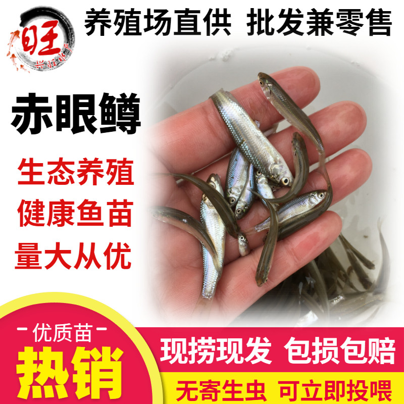 赤眼鳟红眼鱼苗红眼赤鳟青鱼花鲢鳊鱼苗龙鱼饲料活体养殖淡水鱼苗