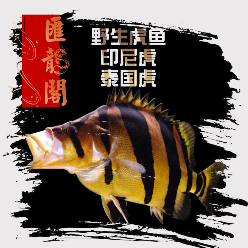 泰国虎苏门答腊虎鱼印尼虎鱼活体鱼苗小热带野生纯三纹泰国虎鱼苗