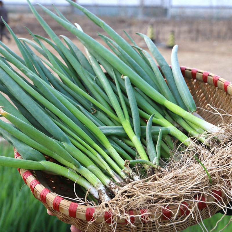 密云 农家小葱 新鲜蔬菜当天采摘蘸酱菜调料葱花250g