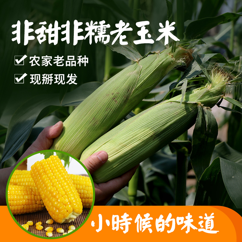 Minong people This year Old corn Stupid corn fresh Stick 5in the Aquatic meat/Fresh fruits and vegetables/Cooked , Fresh vegetables/Vegetable products , Fresh vegetables , Fresh corn category - from Buy2taobao.com to provide professional Taobao agent buy service