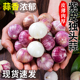 云南紫皮独头蒜2025新鲜大蒜头干蒜5斤农家蔬菜独头蒜批发干皮蒜