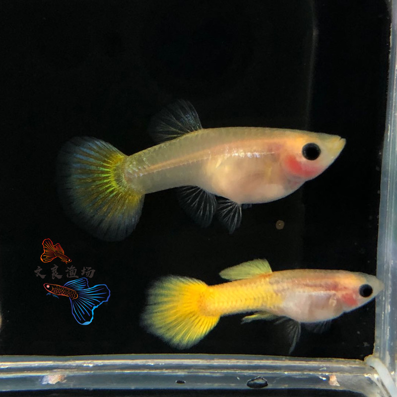 黄金玻璃猫孔雀鱼凤尾鱼透明玻璃体鱼胎生鱼孕母小型热带观赏鱼