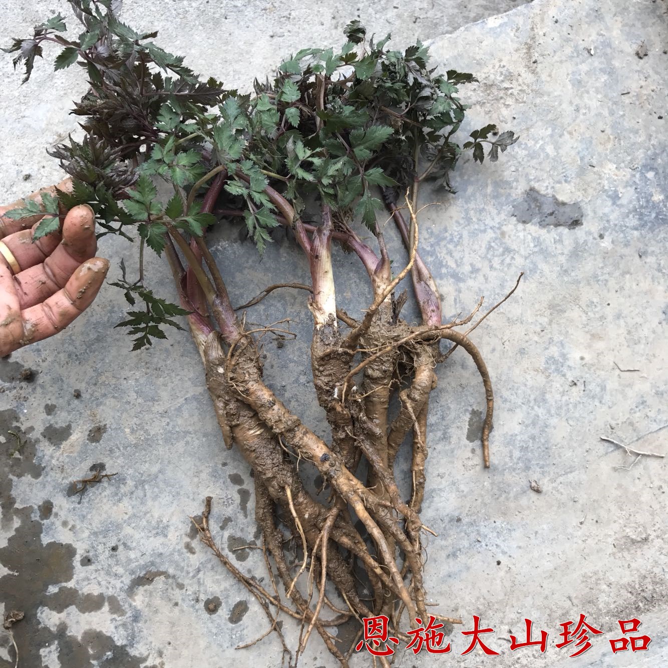恩施大山珍品的优惠券大全—野生当归苗中药材种苗庭院阳台盆栽种植