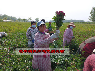 山东重瓣芍药鲜切花进口重瓣插花水养花束鲜花手捧花同城基地直发