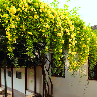 黄木香红木香花苗盆栽室外月季花庭院花卉爬藤植物四季开花浓香