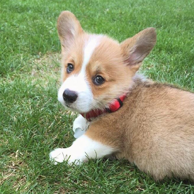 小型宠物犬 最小图片