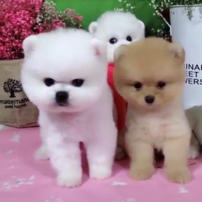 狗活幼体小型宠物狗狗博美幼犬真狗泰迪狗活犬小狗动物活的杯子狗|ruв категории животное/Животное питание и принадлежностей, Пэт жизнь услуг, подготовки, Пэт - от Buy2taobao.com для оказания профессиональной услуги покупки агента Taobao