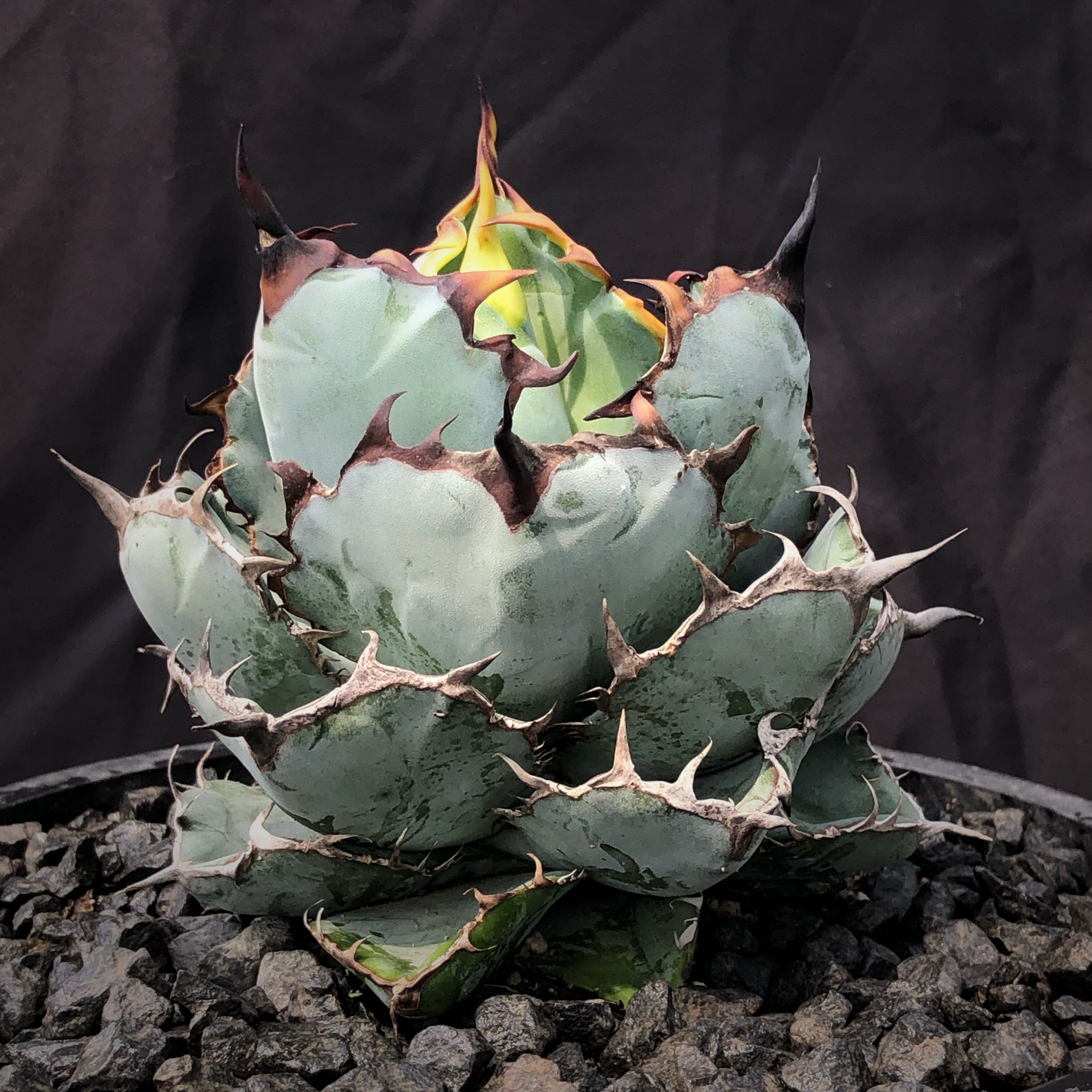 蓝鲸龙舌兰 蓝鲸仁王冠agavetitanota gentry短宽丸叶黑刺蓝白肌