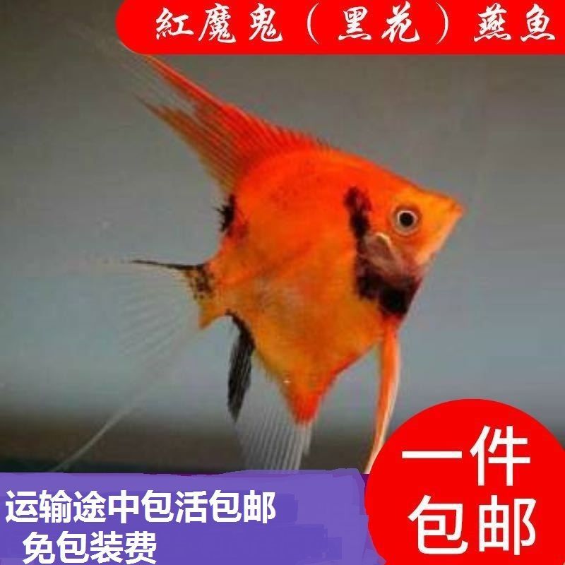 小二淘店-红魔鬼神仙鱼燕鱼净版无黑斑