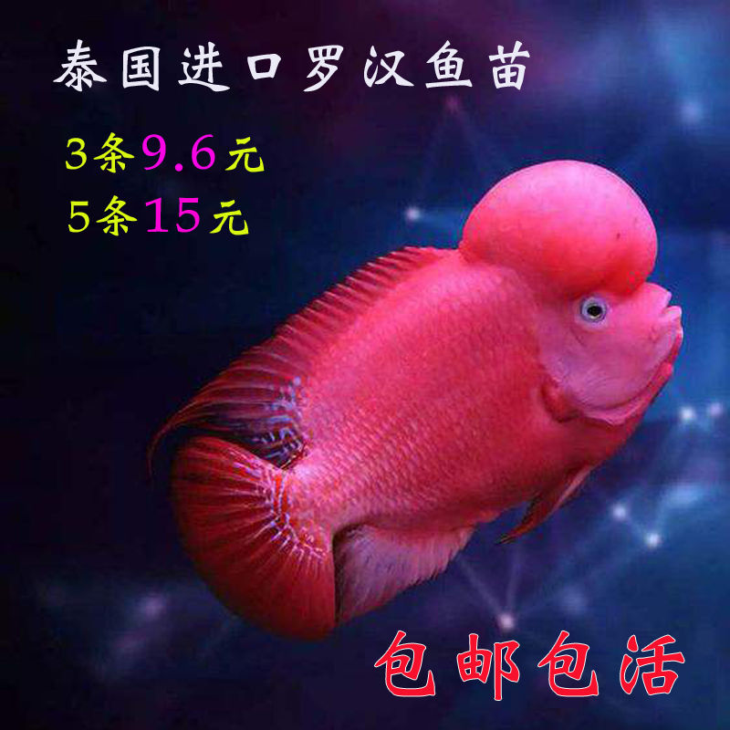 泰国进口热带观赏罗汉鱼鸿运蛇纹