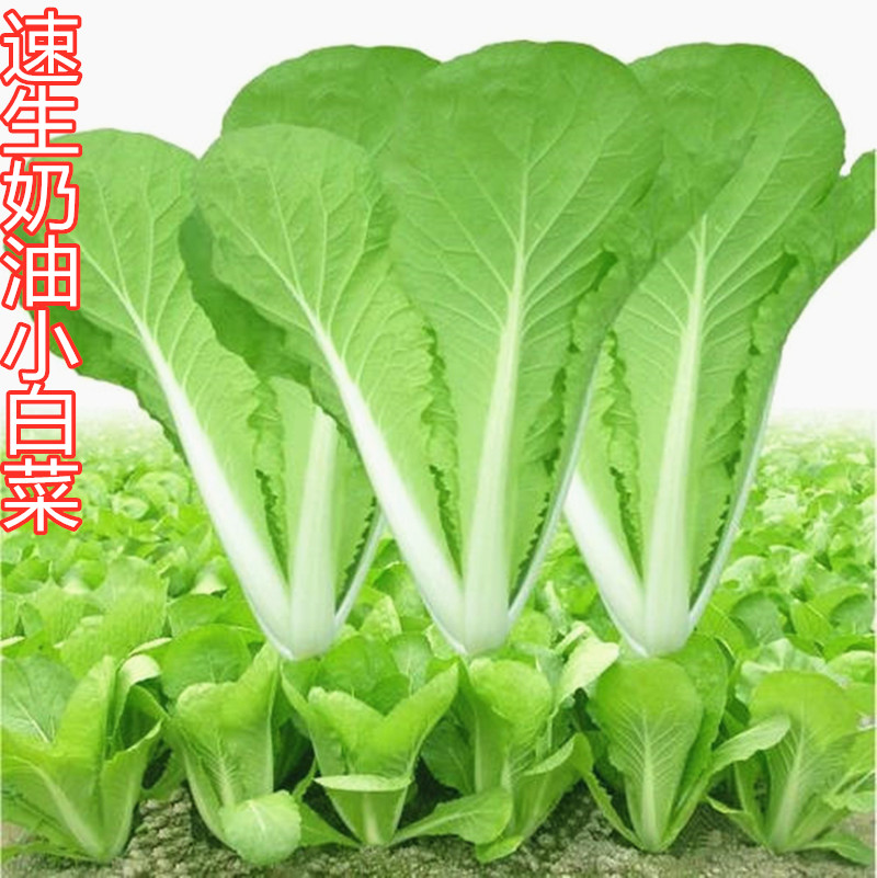 夏秋季菜籽速生小白菜种子室内阳台盆栽四季播青梗菜快菜蔬菜种籽