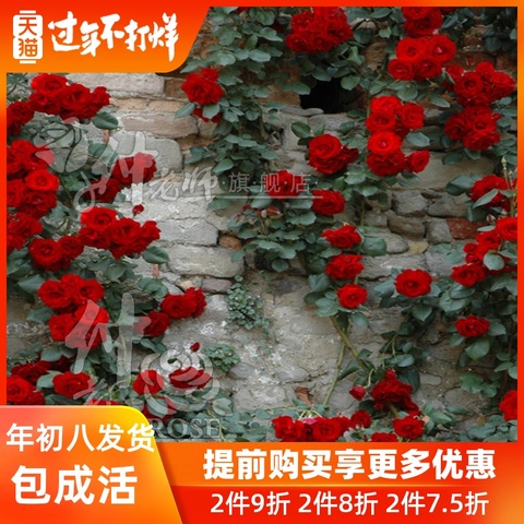 攀援小女孩 多花月季 阳台蔷薇 夏令营 盆栽微型多头藤本月季花苗