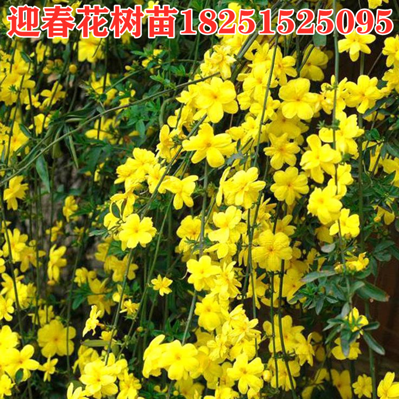 云南迎春
