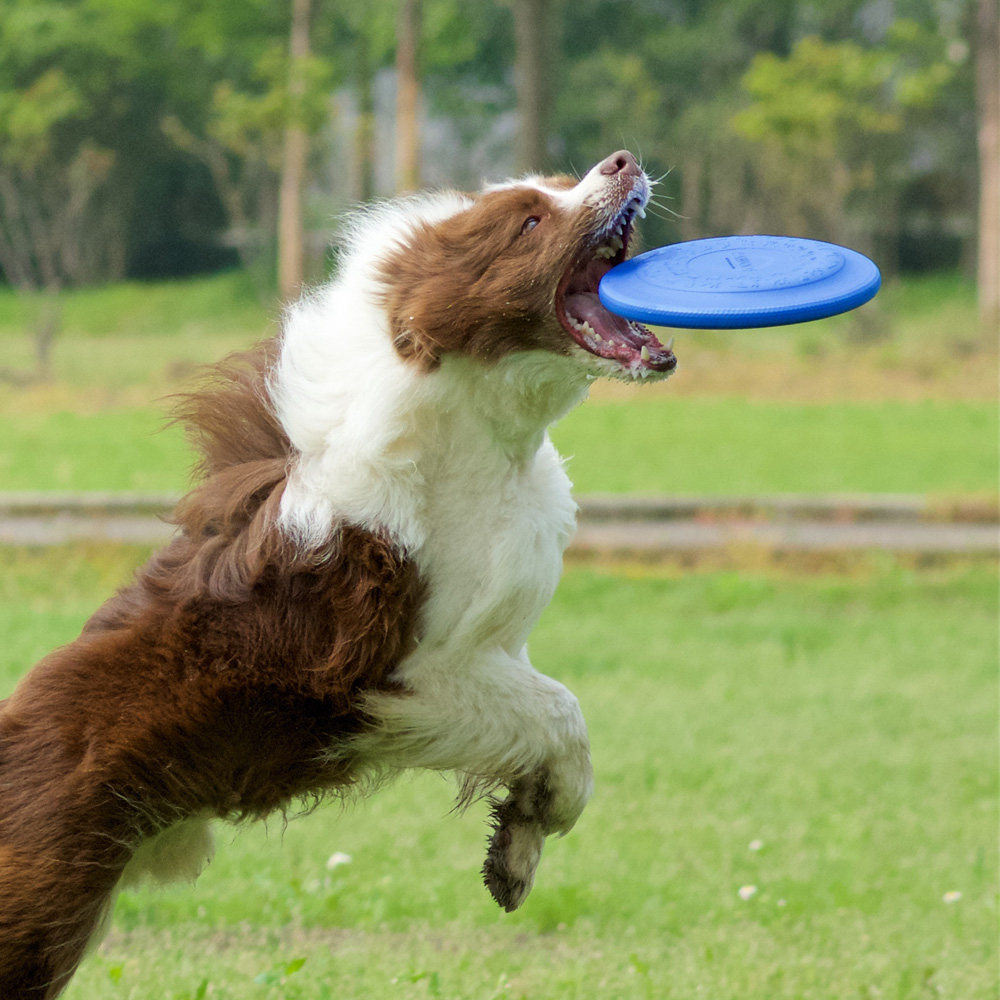 宠物狗金毛训练玩具户外飞碟_酷极狗狗飞盘 宠物耐咬训练玩具 金毛