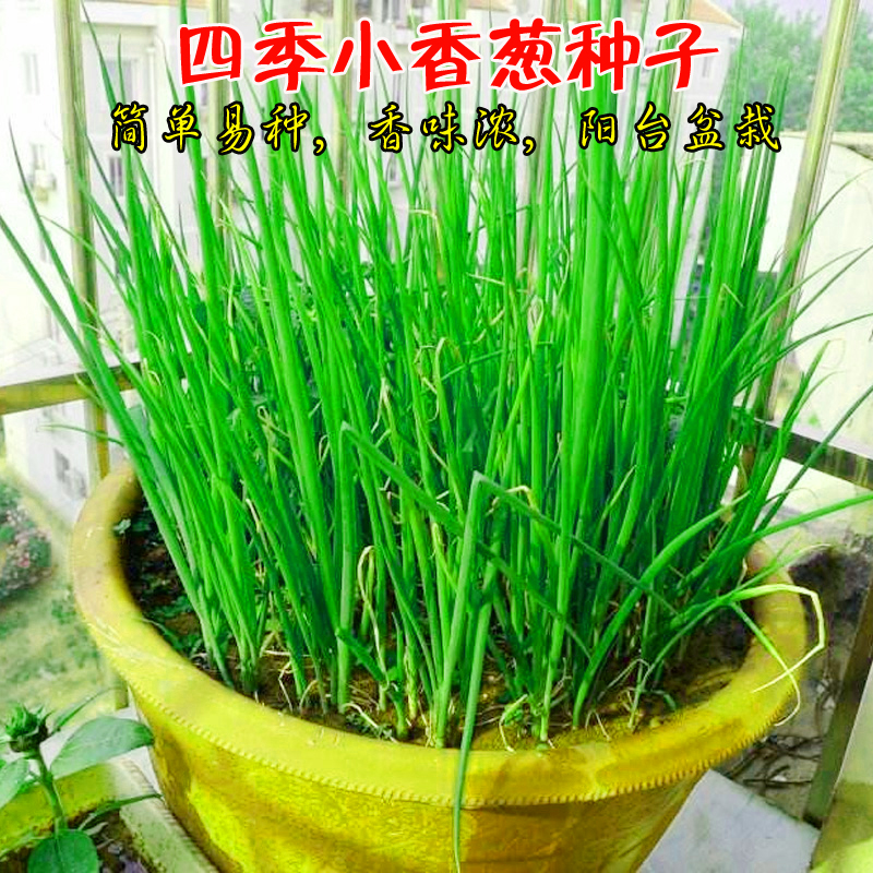 四季小香葱种子阳台盆栽火葱种子圆洋葱红葱头种籽大葱种分葱种子