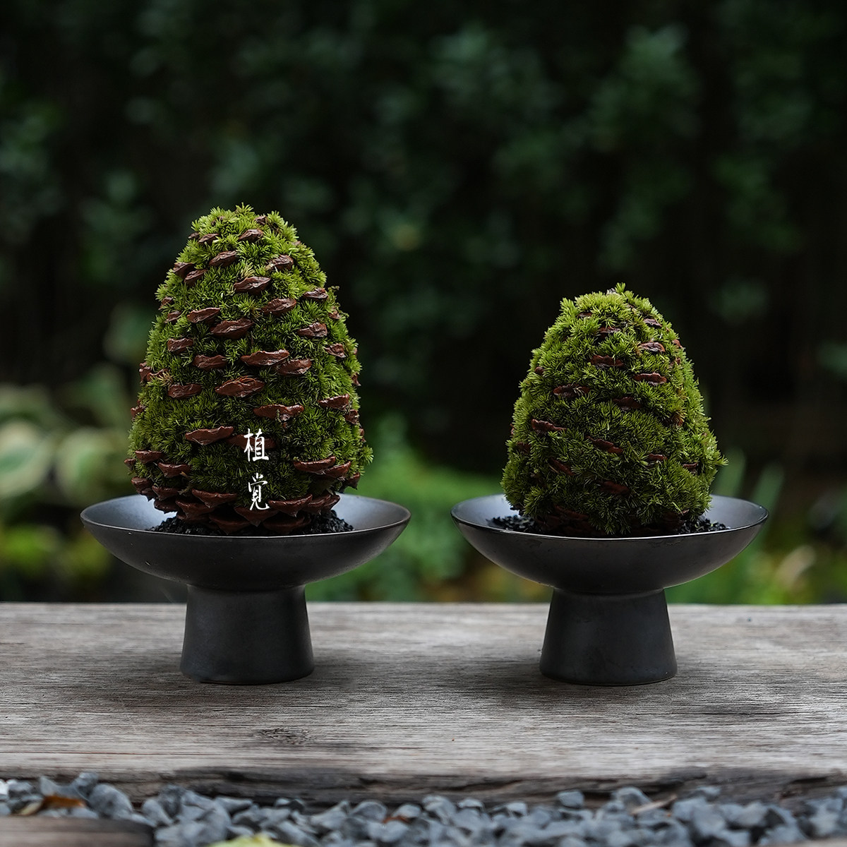 植觉 松果苔藓盆栽创意绿植礼物室内青苔桌面趣味新中式盆栽礼品