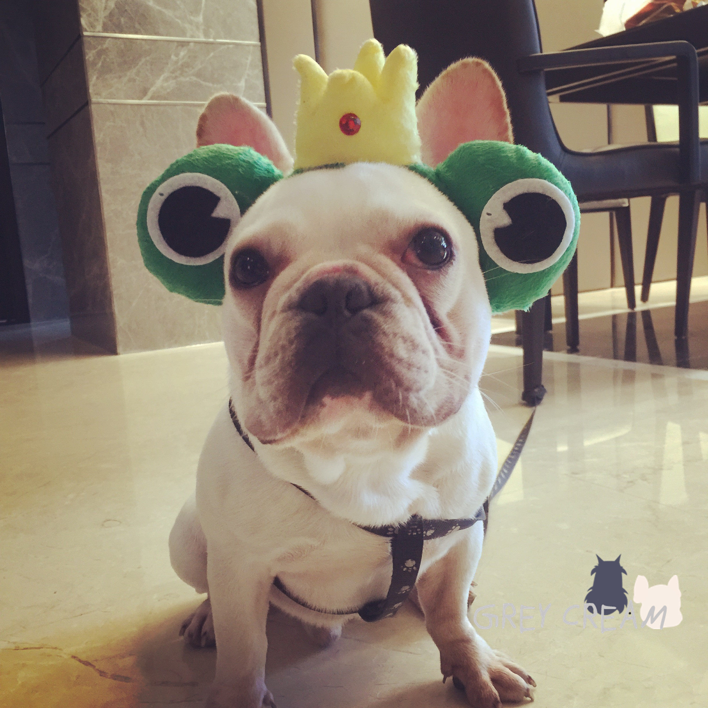 热销狗头箍_grey cream 潮牌宠物配饰狗狗法斗巴哥专用装饰青蛙王子