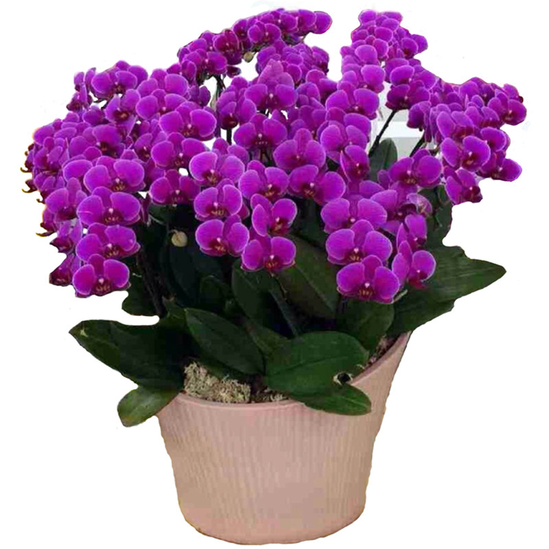 特级蝴蝶兰盆栽蝴蝶兰花苗大苗室内客厅花卉兰花盆景植物四季开花