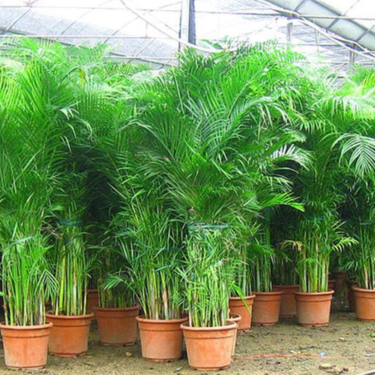 凤尾竹放客厅大忌(客厅最旺宅的大型植物)