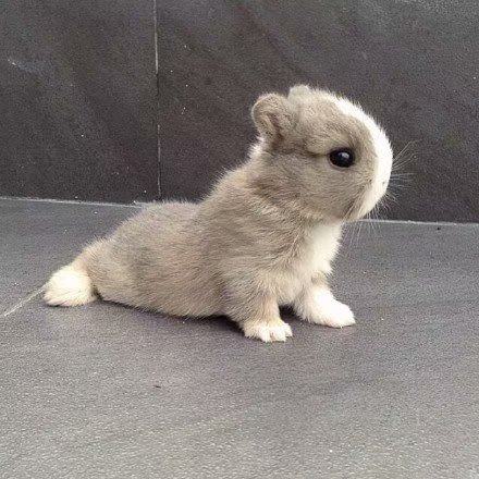 兔子活物长不大侏儒兔小型茶杯兔迷你垂耳兔宿舍好养宠物活体一对