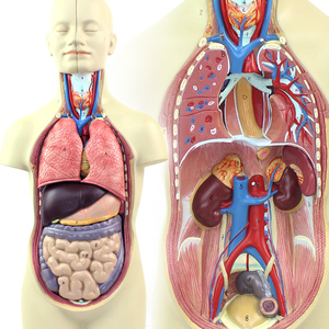 人体内脏结构模式图片