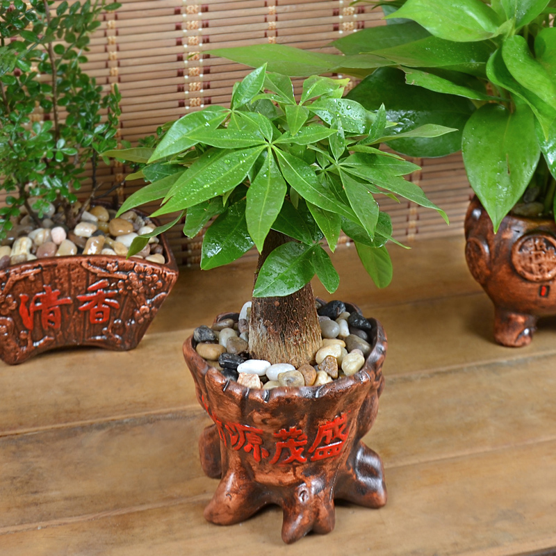 发财树盆栽花卉栀子花植物绿萝富贵竹文竹客厅办公室内绿植小盆景