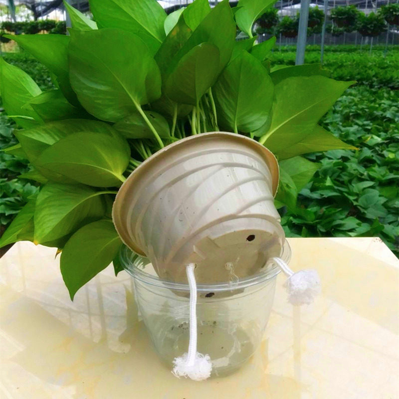 一折花卉盆栽 吸甲醛_懒人花卉绿萝盆栽室内吸除甲醛净化空气自动吸水