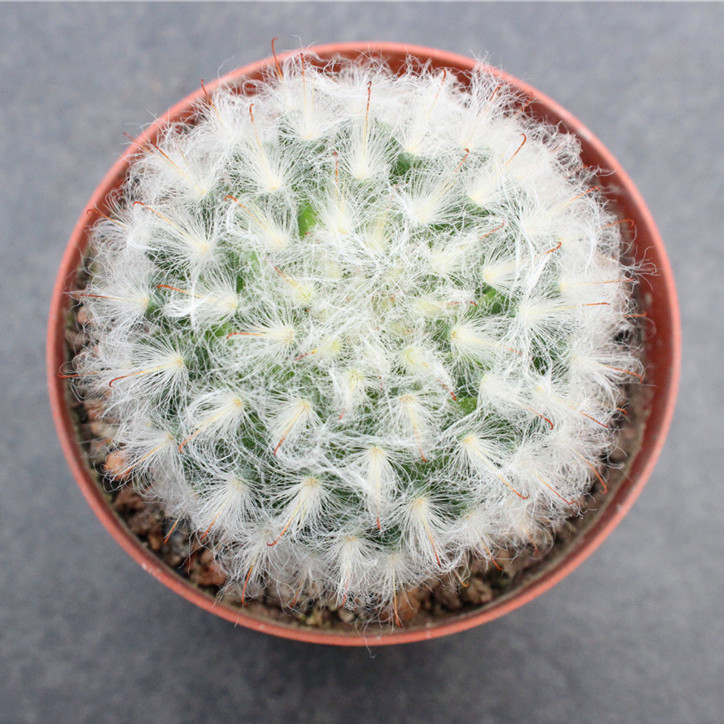 白云高砂 实生仙人球贵货进口开花植物 非普通高莎 乳突球萝卜根