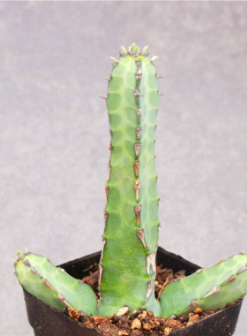 牛角麒麟室内盆栽造景花卉大戟科多肉植物沙生仙人柱无刺可爱绿植