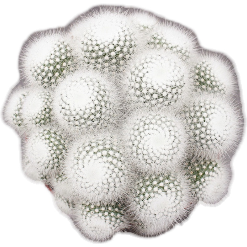 大颗白小丁群生仙人球软毛不扎手好养多头可爱仙人掌室内装饰植物