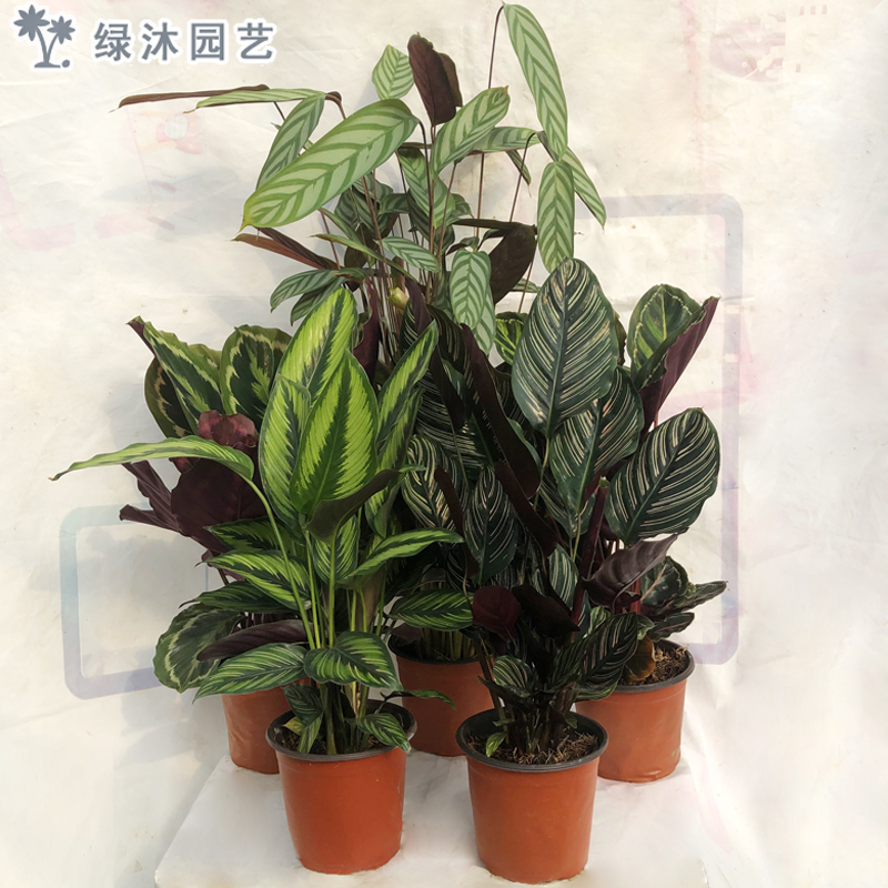 飞羽竹芋双线 美丽 魅力四季常青办公室内观叶植物