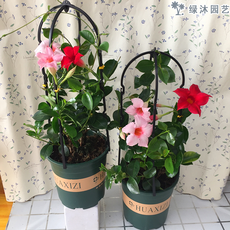 万里飘香藤双喜藤四季开花花卉攀爬藤绿植盆栽室内阳台庭院带花苞