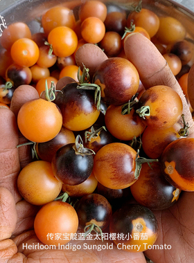 靛蓝金太阳樱桃小番茄2020新品种子