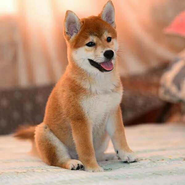 柴犬幼犬活体100元以下_纯种日本柴犬幼犬赤柴黑色豆柴幼崽幼犬秋田